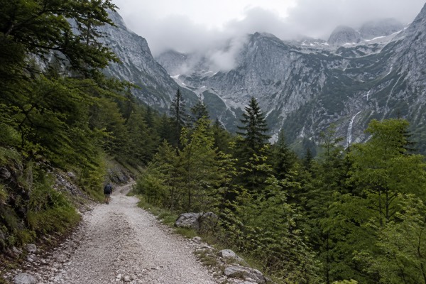 A forest road climbing into a steep alpine valley, grey rock walls rising above the treeline, Triglav National Park, Bovec