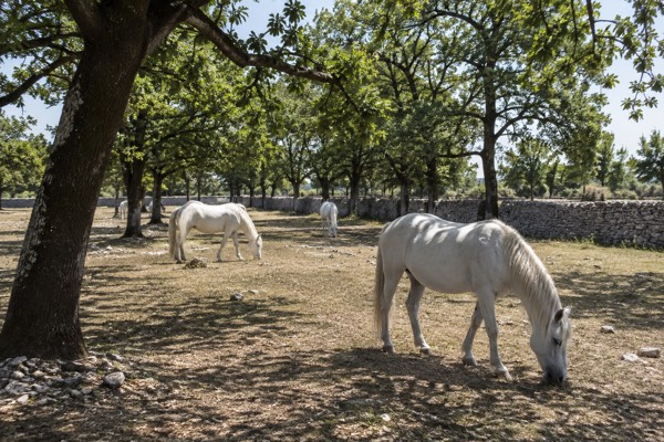 White horses grazing in walled paddocks under an avenue of old oaks on dry limestone ground, Lipica Stud Farm, Sezana