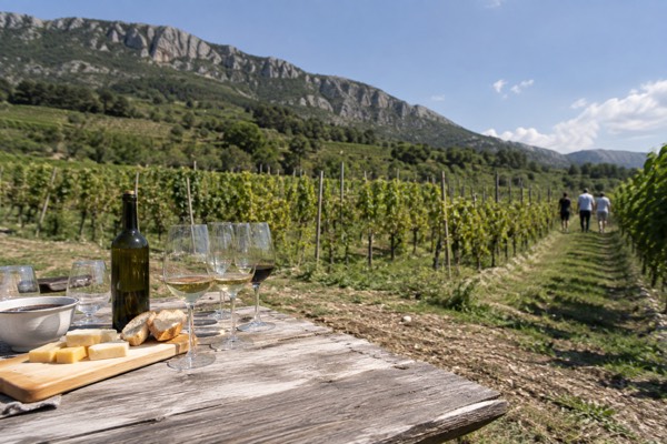 Terraced vineyards on low hills under a limestone ridge, tasting glasses set out on a table at the end of the rows, Vipava Valley, Vipava