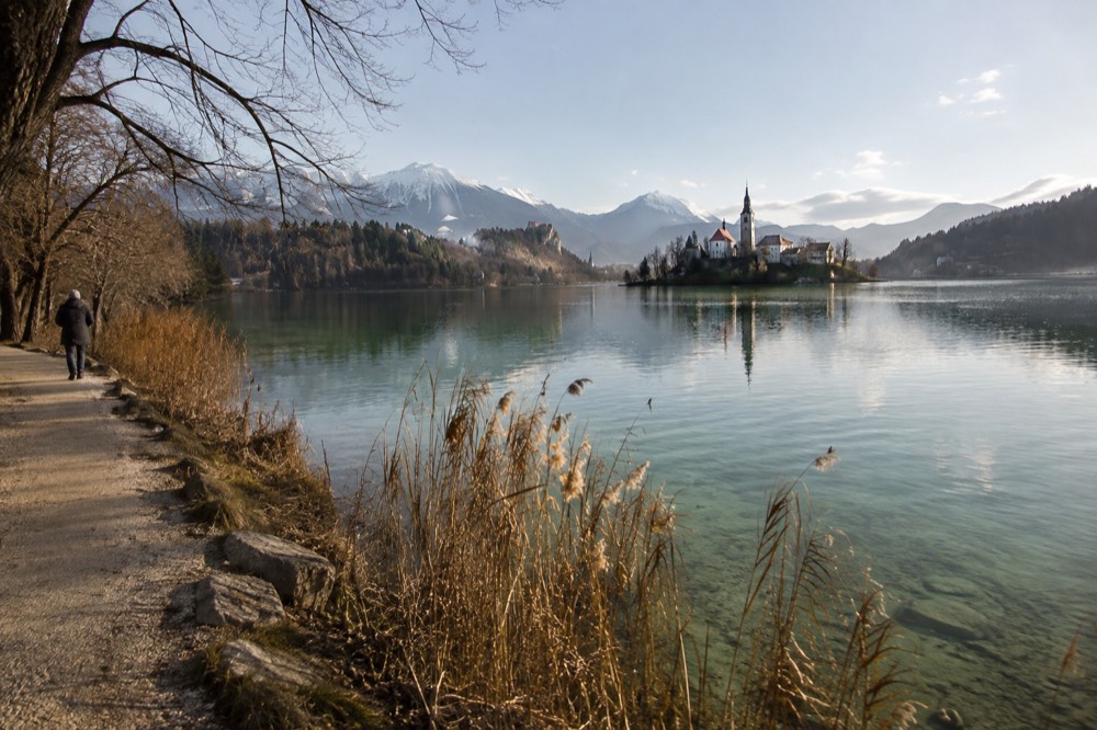Clear green water of Lake Bled seen from a lakeshore path with reeds along the bank