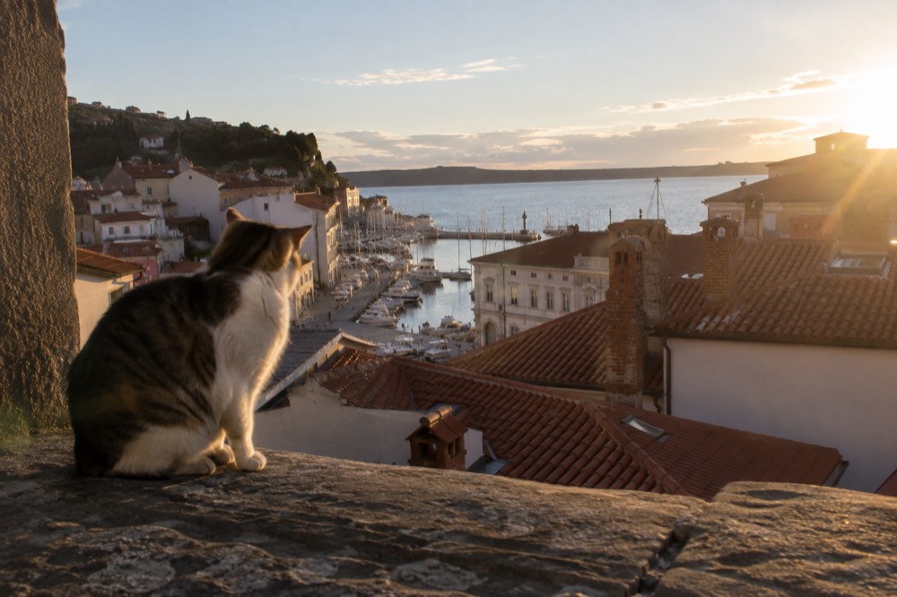 Terracotta rooftops of Piran above a small harbour with moored boats