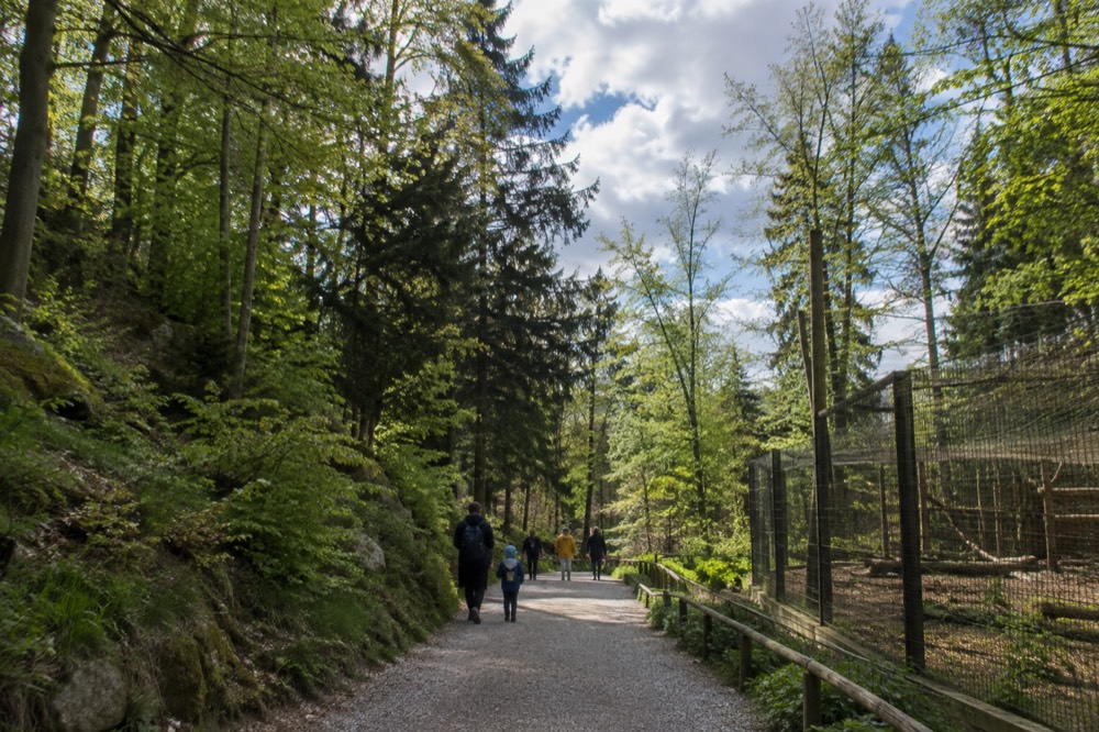 A woodland path between animal enclosures with tall trees on both sides