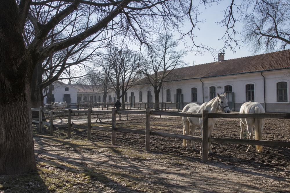 A row of white stable buildings at a stud farm with horses standing in a fenced paddock