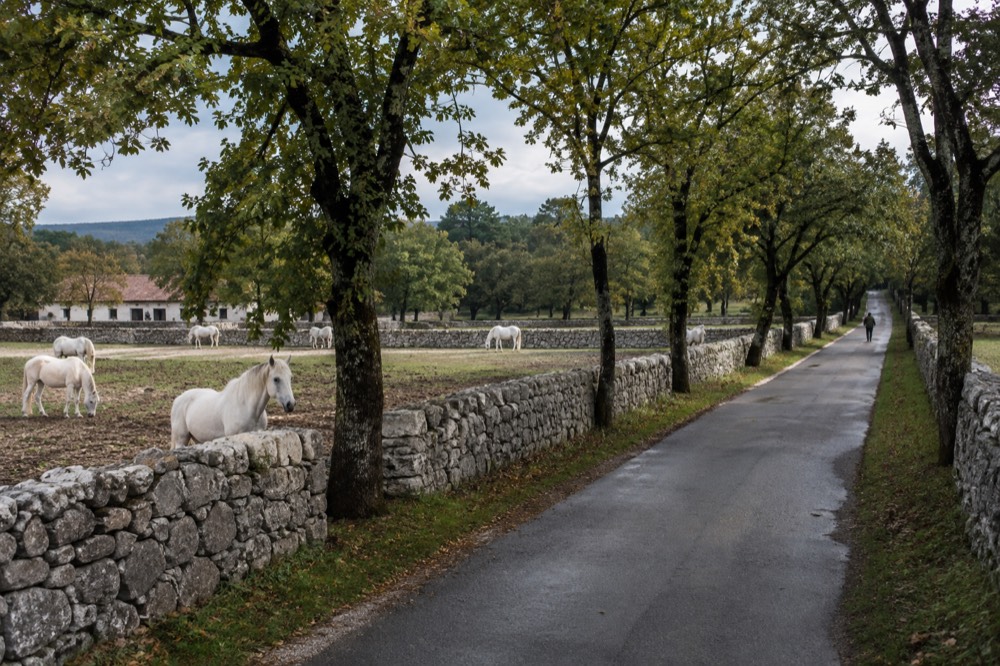 An empty road crossing the Karst plateau with dry stone walls and pine woods on either side