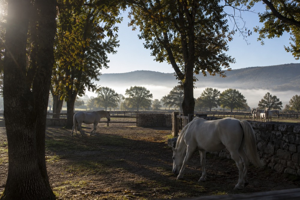 Morning fog filling a valley basin below sunlit hills with a clear sky above