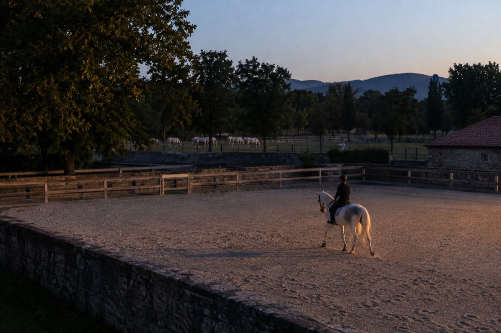 A horse and rider training in a sandy arena under low golden evening light
