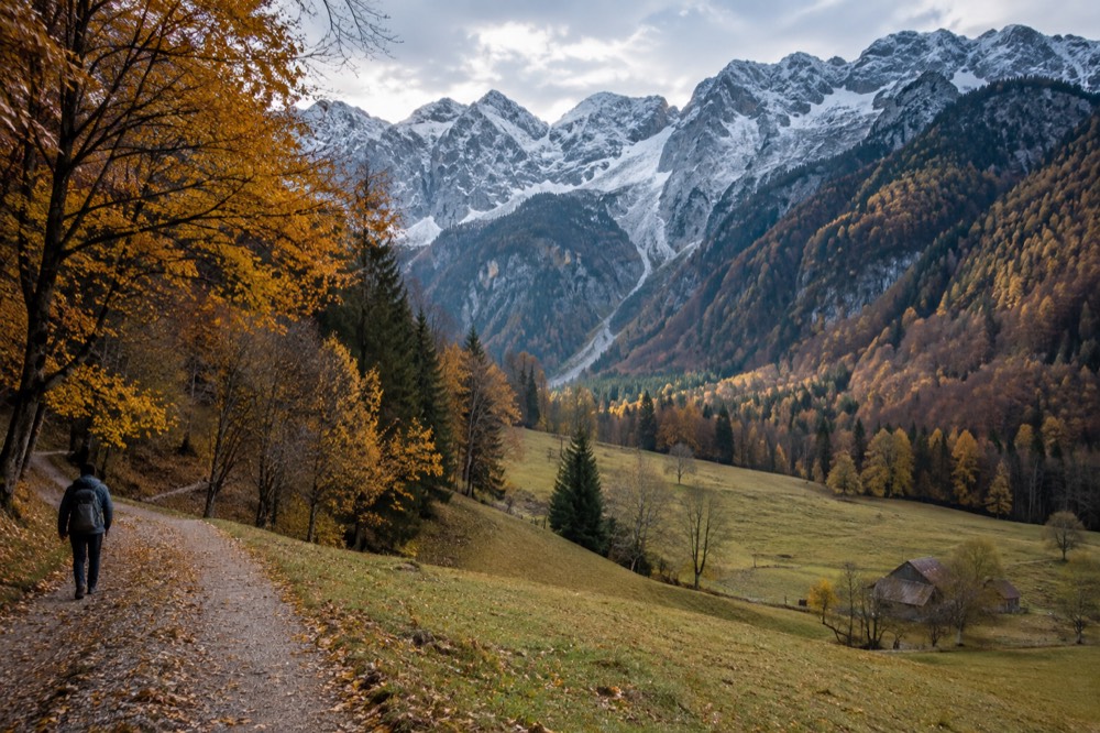 A high alpine meadow in autumn with golden beech trees and early snow on the peaks above