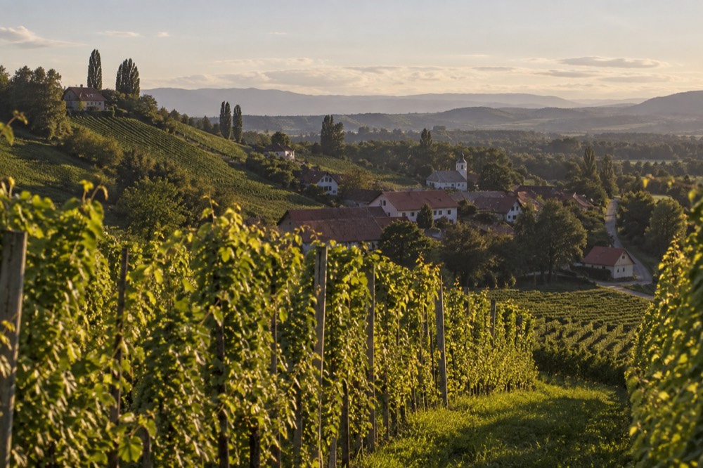 Rows of vines on sloping green hills with a small village among them