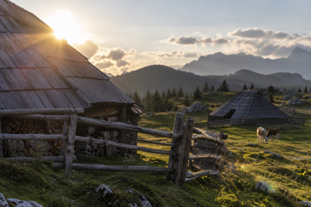 Traditional wooden herdsmen huts with steep shingled roofs on a green alpine meadow
