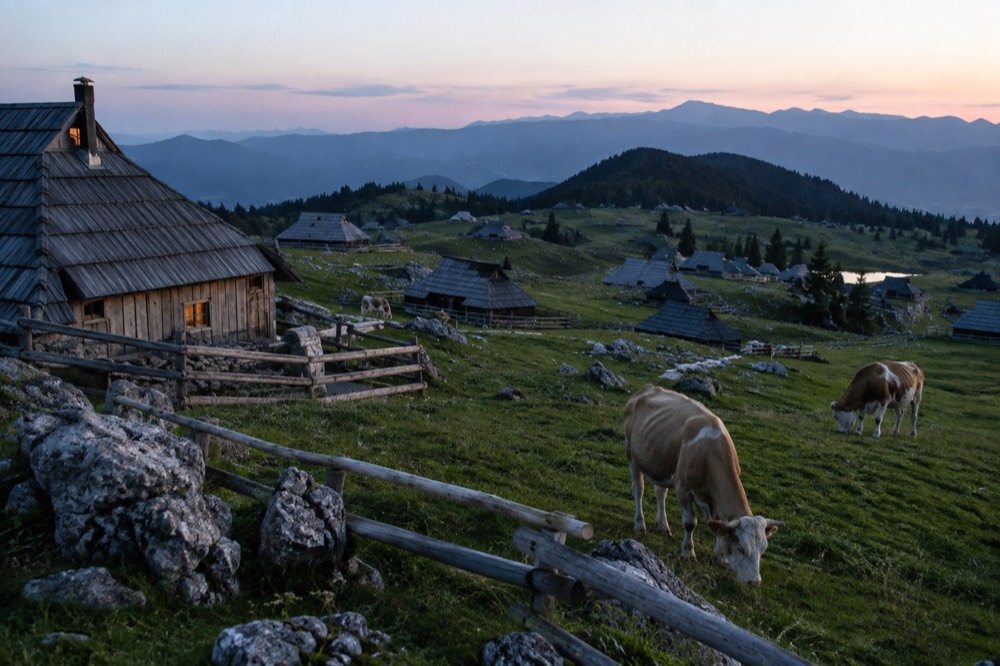 Cows grazing among wooden huts on a high summer meadow